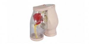Buttocks for Gluteal Intramuscular Injection and Comparison KM-TM121