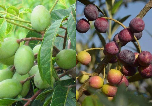 Olive Insights: ʻAila ʻOliva vs. ʻAi ʻOliva