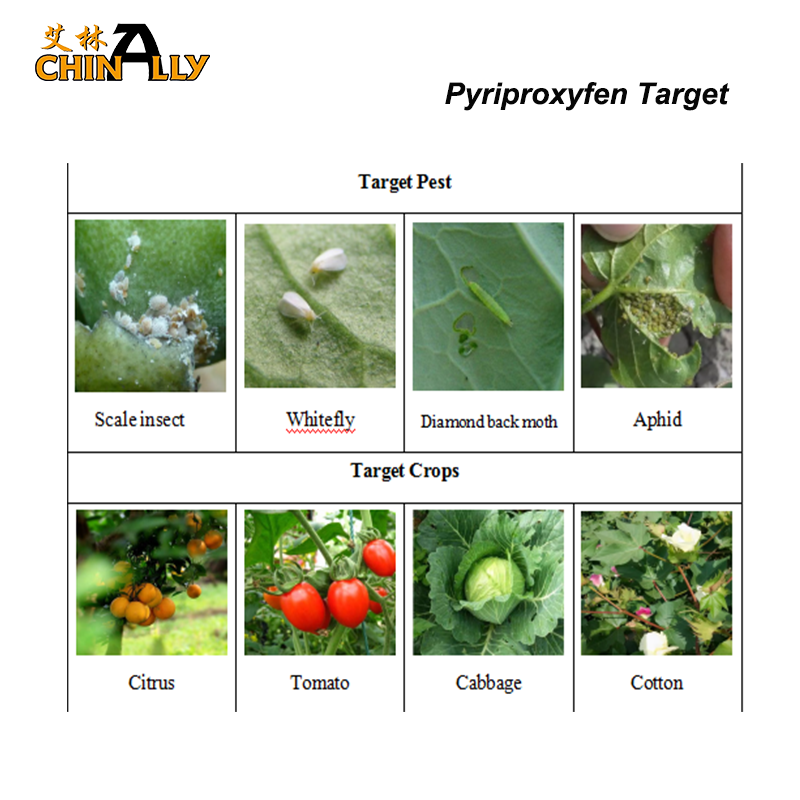 China Manufacturer Pyriproxyfen 10%EC 10.80% EC Insecticide to control scale pest
