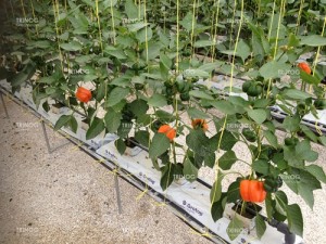 Vine crop greenhouse solution