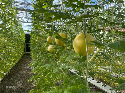 Vine crop greenhouse solution (2)