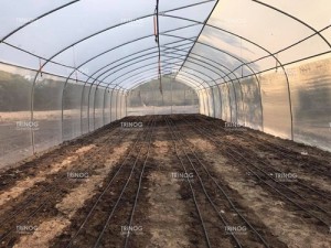 Good Wholesale Vendors The Greenhouse Nursery - High Tunnel Single Span Film Greenhouse – Trinog