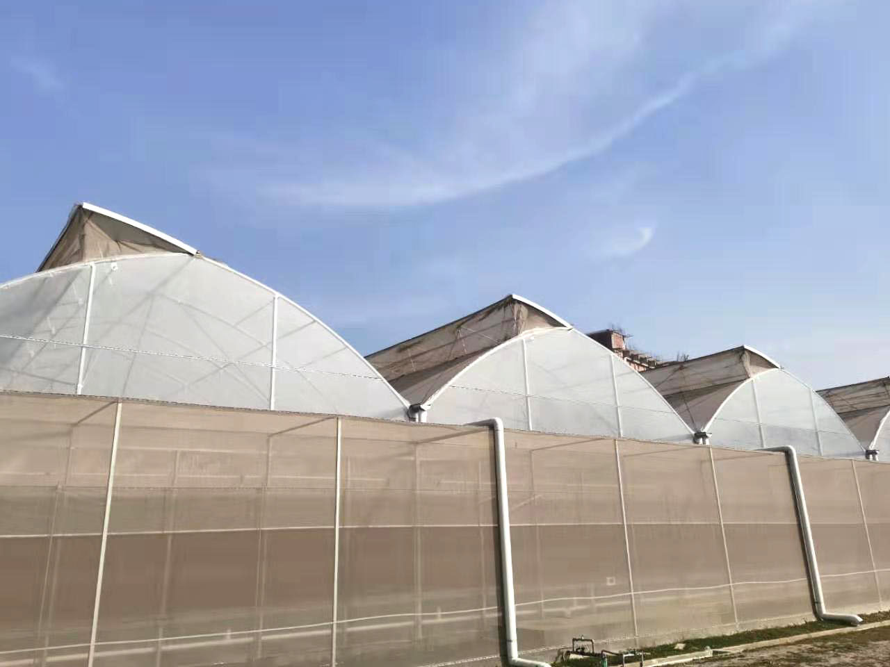 Bangladesh Single roof vent film greenhouse for various plants