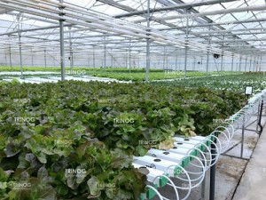 High Roof Triple A Greenhouse With Open Gutter