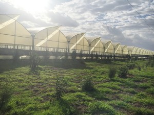 Flower Steel Frame Structure Greenhouse