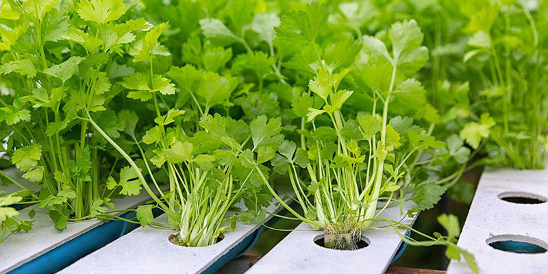 Effects of calcium on photosynthetic characteristics, yield and quality of celery in hydroculture