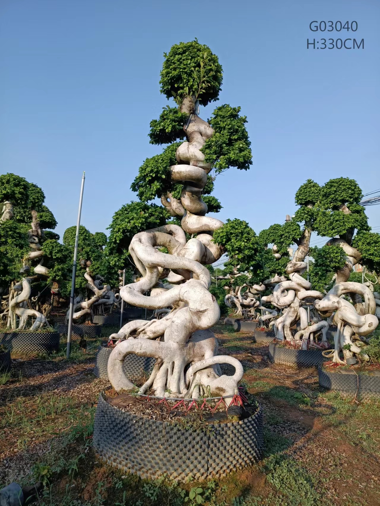 Midium Size Ficus Microcarpa Amazing Shape Roots Strange Roots Ficus Tree -  Manufacturers and Suppliers