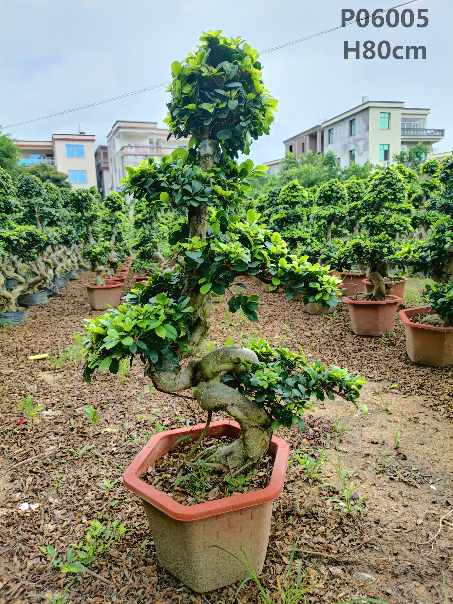 Midium Size Ficus Microcarpa Amazing Shape Roots Strange Roots Ficus Tree -  Manufacturers and Suppliers | Nohen