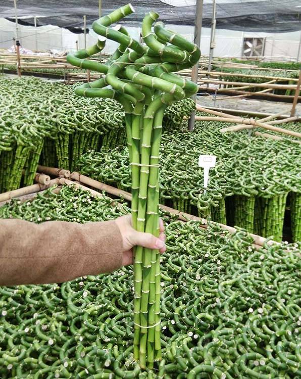 Kaufe zehn Zweige frische Dracaena sanderiana Lucky Bamboo Spiral