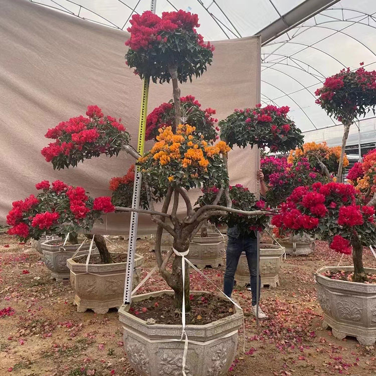 China Direct Supply Big Size Multicolor Bougainvillea Plants Outdoor plants