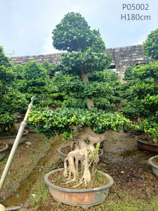 Manufacturing Companies for Ficus Yellow Gem - Ficus shantou root – Nohen