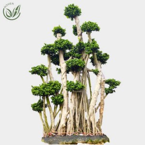 2022 wholesale price Ficus Air Root - Ficus  forest shape – Nohen