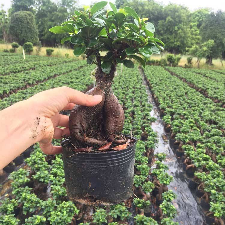 China Ficus Ginseng Small Ficus With Different Pot Different Weight