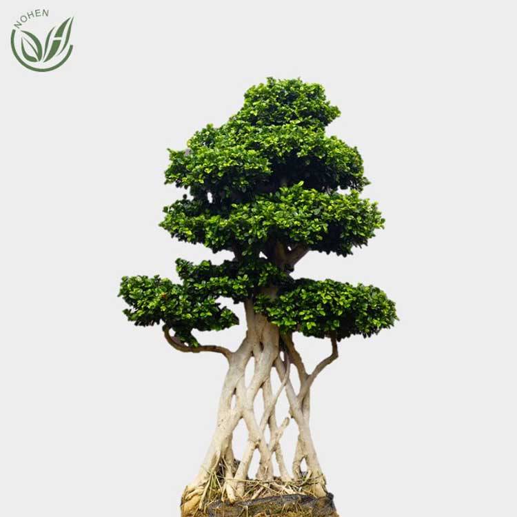 OEM Customized Ficus Fig Tree - Ficus net shape  – Nohen