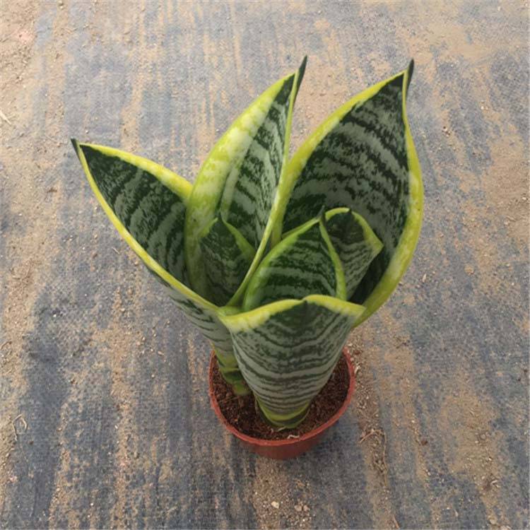 China wholesale Sansevieria Cylindrica - Factory Direct Supply Sansevieria Trifasciata laurentii Different Size For Choose – Nohen