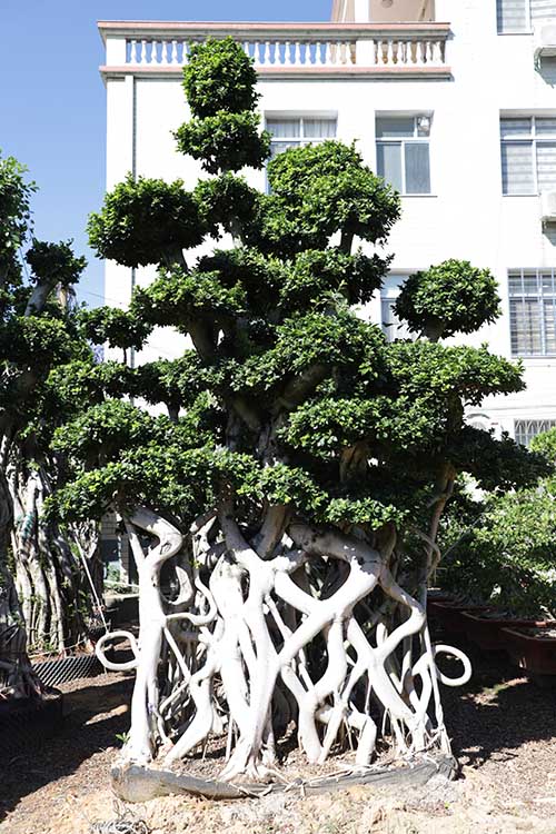 China Supply Ficus Nice Shape Ficus Microcarpa Fiucs Net Shape