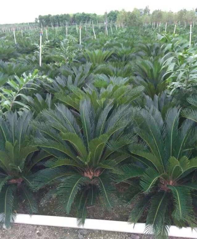 Good Price Cycas Landscaping Tree With Different Size Outdoor Plants