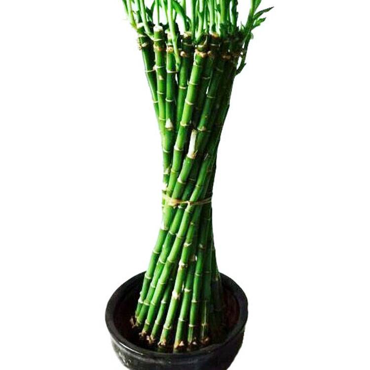 Factory wholesale Lucky Bamboo Stick - Special Thin Waist Shaped Braided Dracaena Sanderiana Lucky Bamboo Wholesale – Nohen