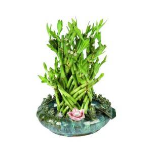 Best quality Bamboo Plant Vase - Dragon Tower Shaped Braided Lucky Bamboo – Nohen