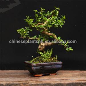 Best quality Zelkova Serrata Bonsai - Carmona Macrophylla Fukien Tea 15cm S shape mini bonsai indoor plant – Nohen