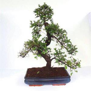 Best quality Zelkova Serrata Bonsai - pepper Zanthoxyllum Piperitum mini bonsai 15cm S shape bonsai trees live plant indoor plant – Nohen