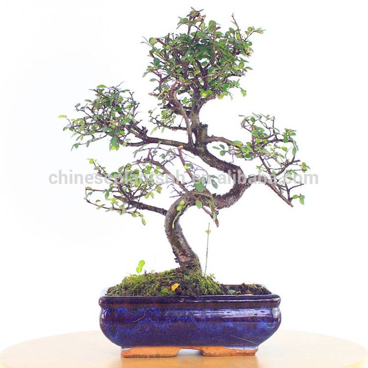 2022 High quality Golden Gate Ficus Bonsai - ZELKOVA PARVIFOLIA ulmus Elm mini bonsai 15cm S shape bonsai trees live plant indoor plant – Nohen