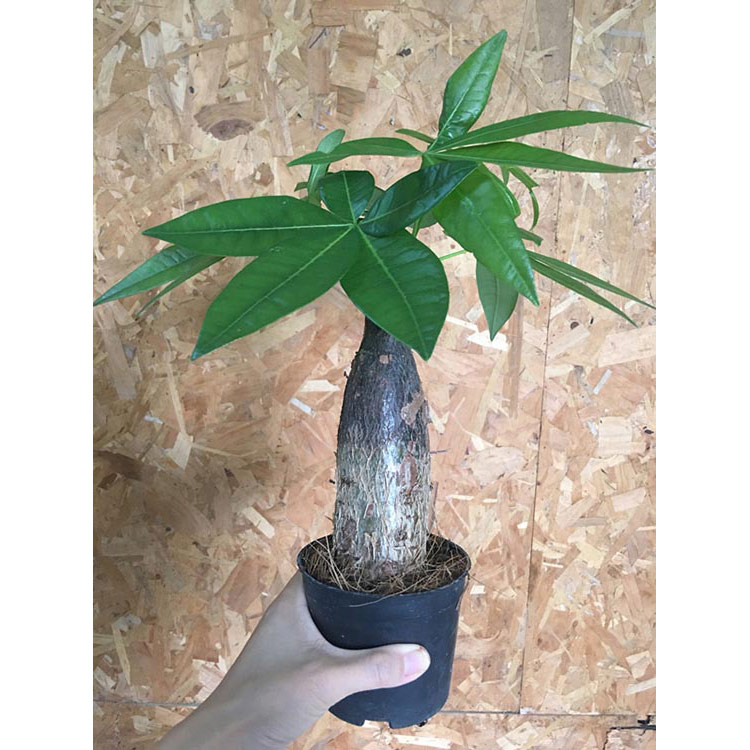 Good Quality Decorative Money Tree Green Plant Pachira For Sale