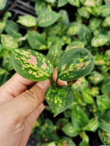 New Arrival China Sycamore Tree Seeds - Seedling Aglaonema- Wishful indoor young plant – Nohen
