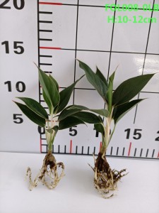 OEM/ODM Supplier Magnolia Tree Seeds - Seedling Aglaonema- Mandarijn Red young plant – Nohen