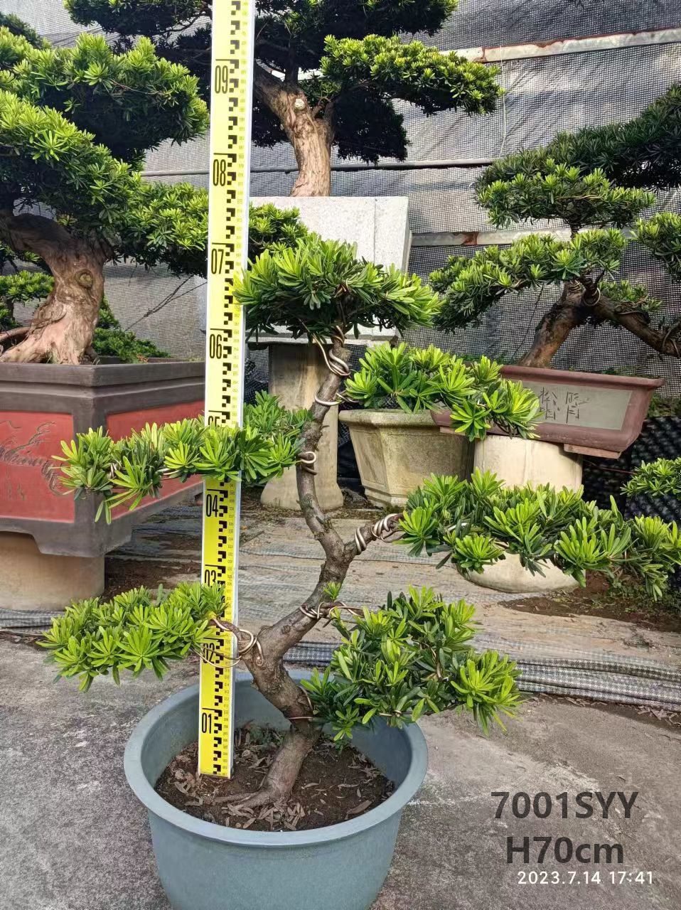 China Supplier Podocarpus With Nice Shape Bonsai