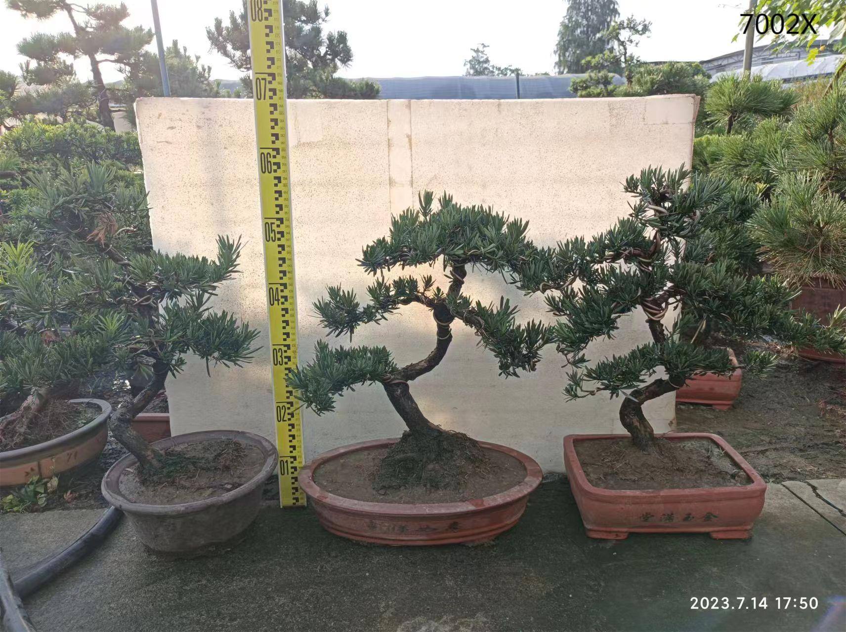 China Supplier Podocarpus With Nice Shape Bonsai