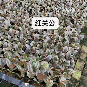 Wholesale Price Leggy Seedlings - China Direct Supply Small Seedlings Ficus Ruby – Nohen