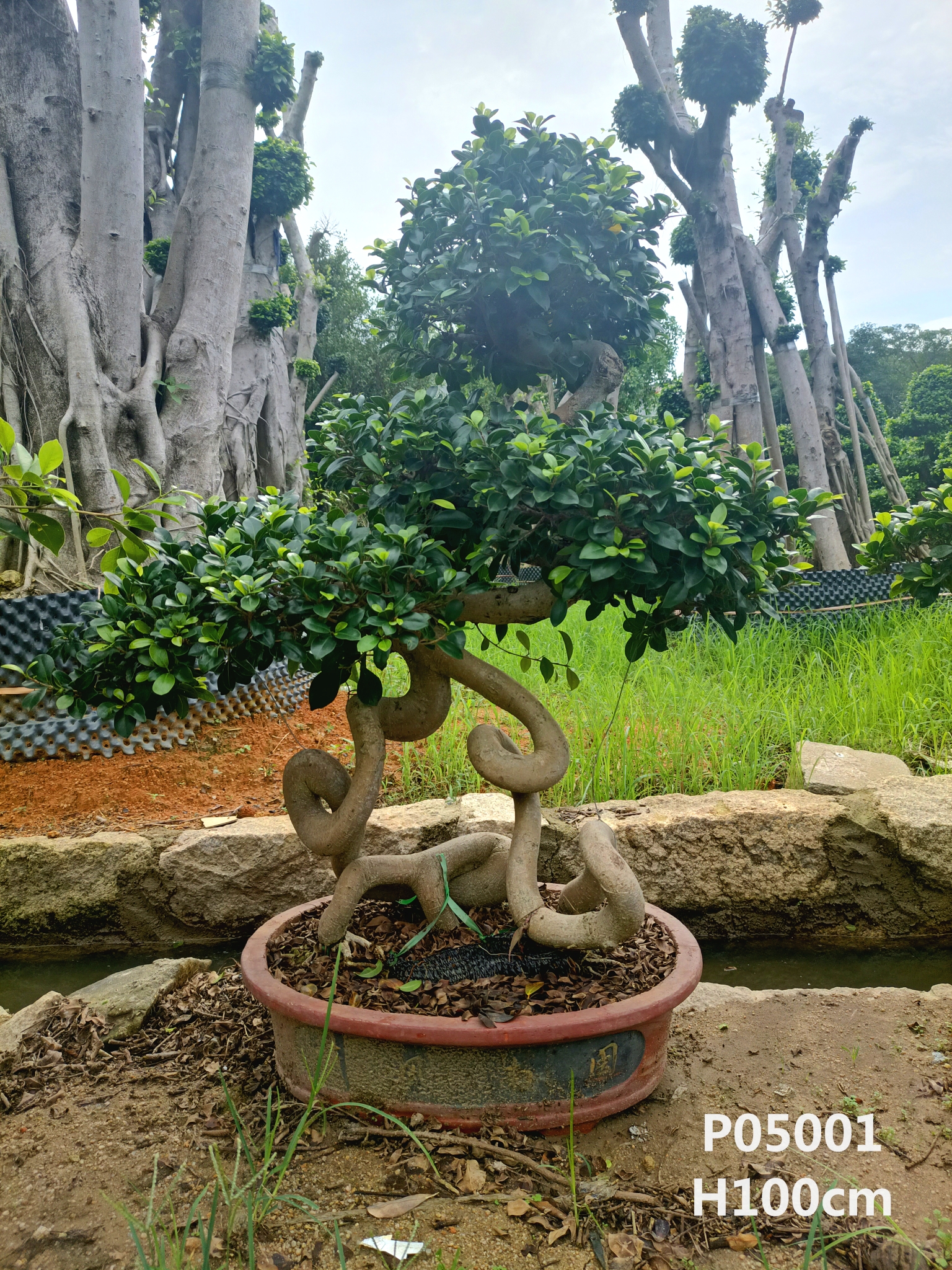 Mature Succulent Plant Ficus Ginseng. A uniquely shaped plant. -   Portugal