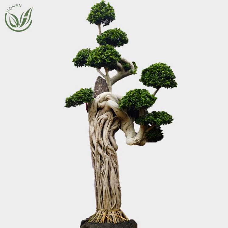 Ficus-Multrirroots-Bonsai