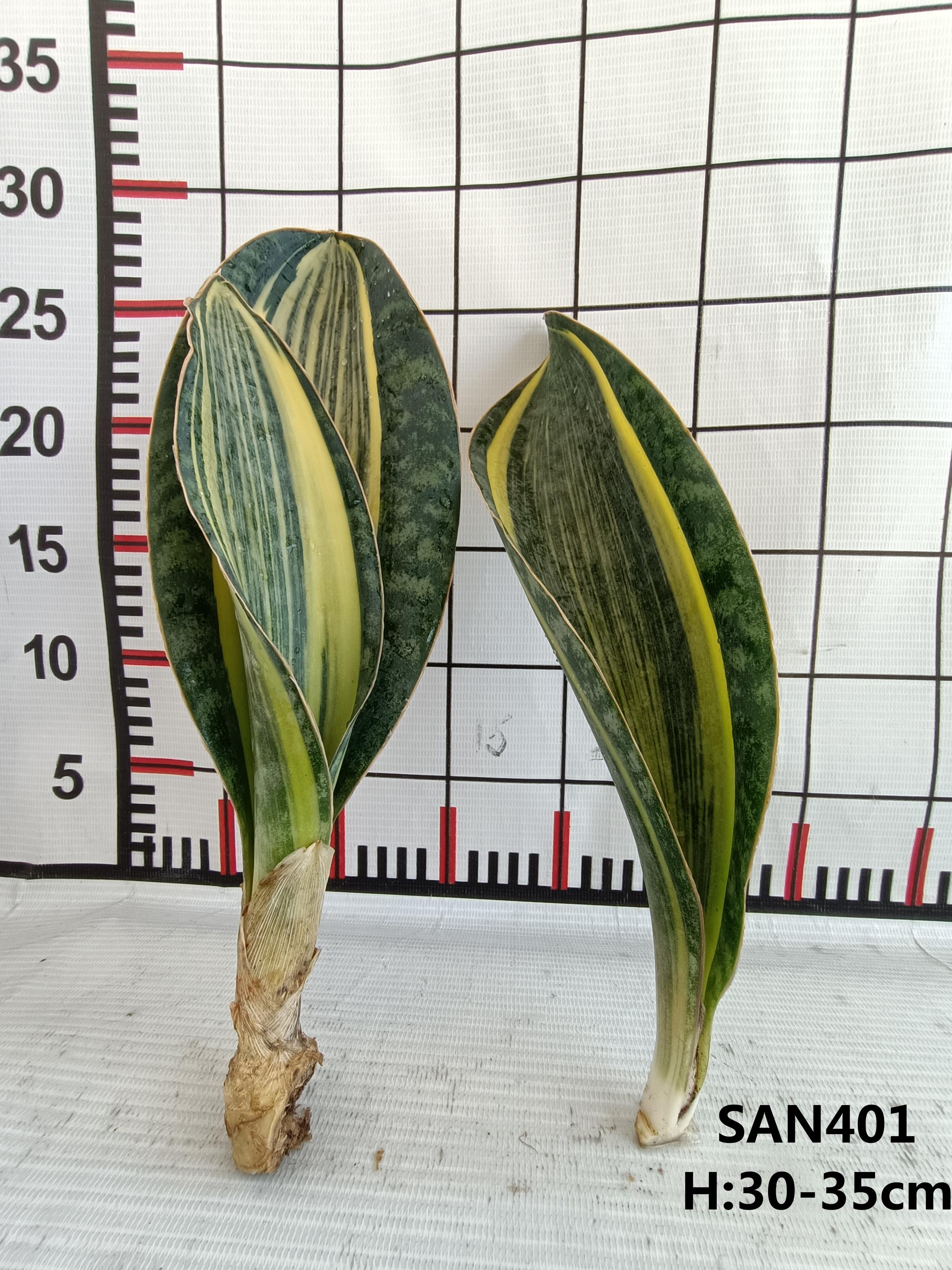 Bared Root Sansevieria Masoniana Whale Fin For Sale