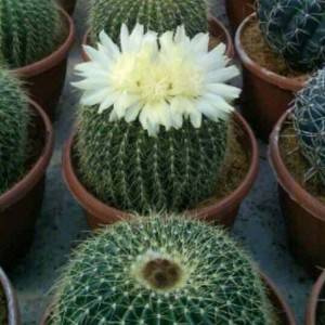 2022 wholesale price Myrtillocactus - Indoor Cactus Plants – Nohen