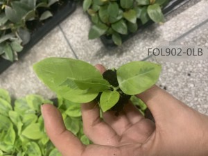 2022 wholesale price Anthurium Seedlings - Ficus-Altissima cv. Variegata – Nohen