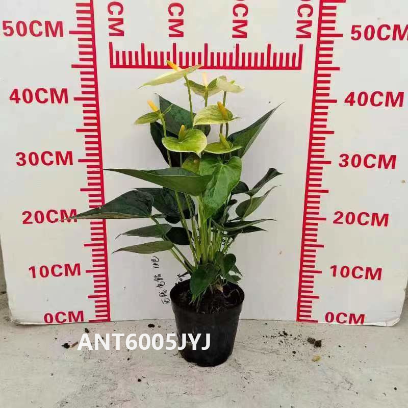 China Good Quality Anthurium With Differnent Size And Different Variety