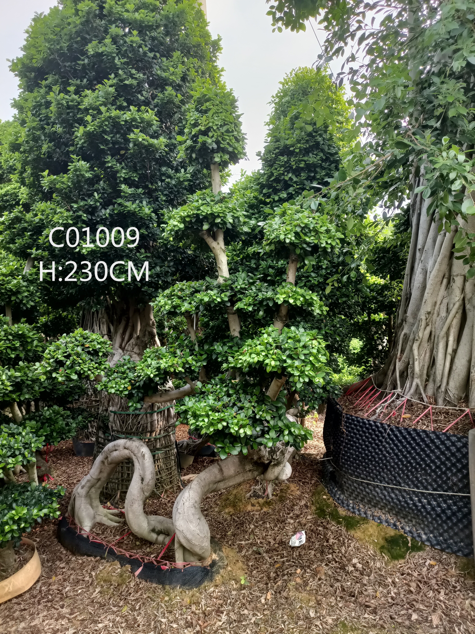 Wholesale Ficus Golden King - Ficus dragon root – Nohen