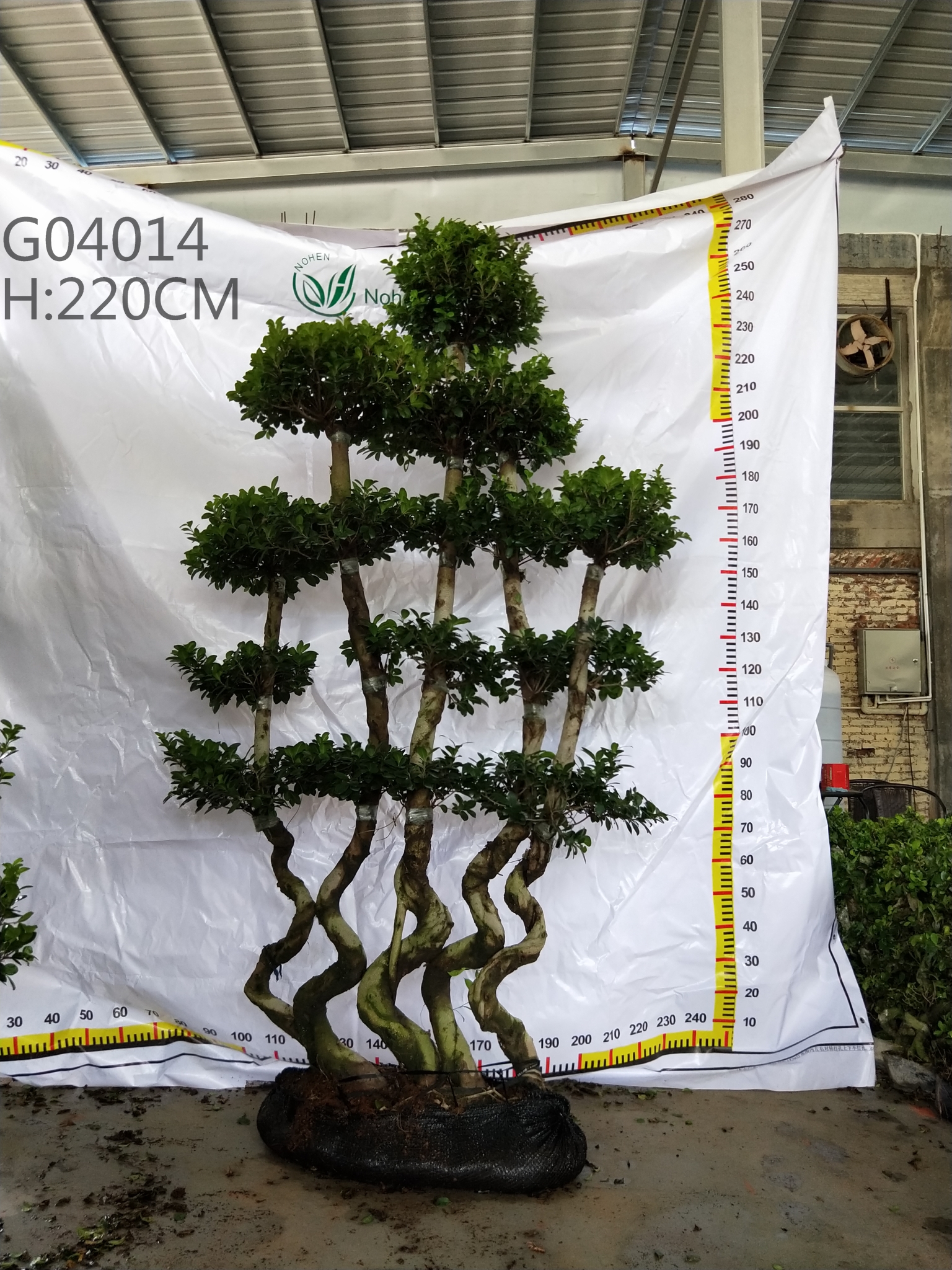 China Direct Supply Ficus Microcarpa Ficus S Combination Ficus Tree Ficus 5 S