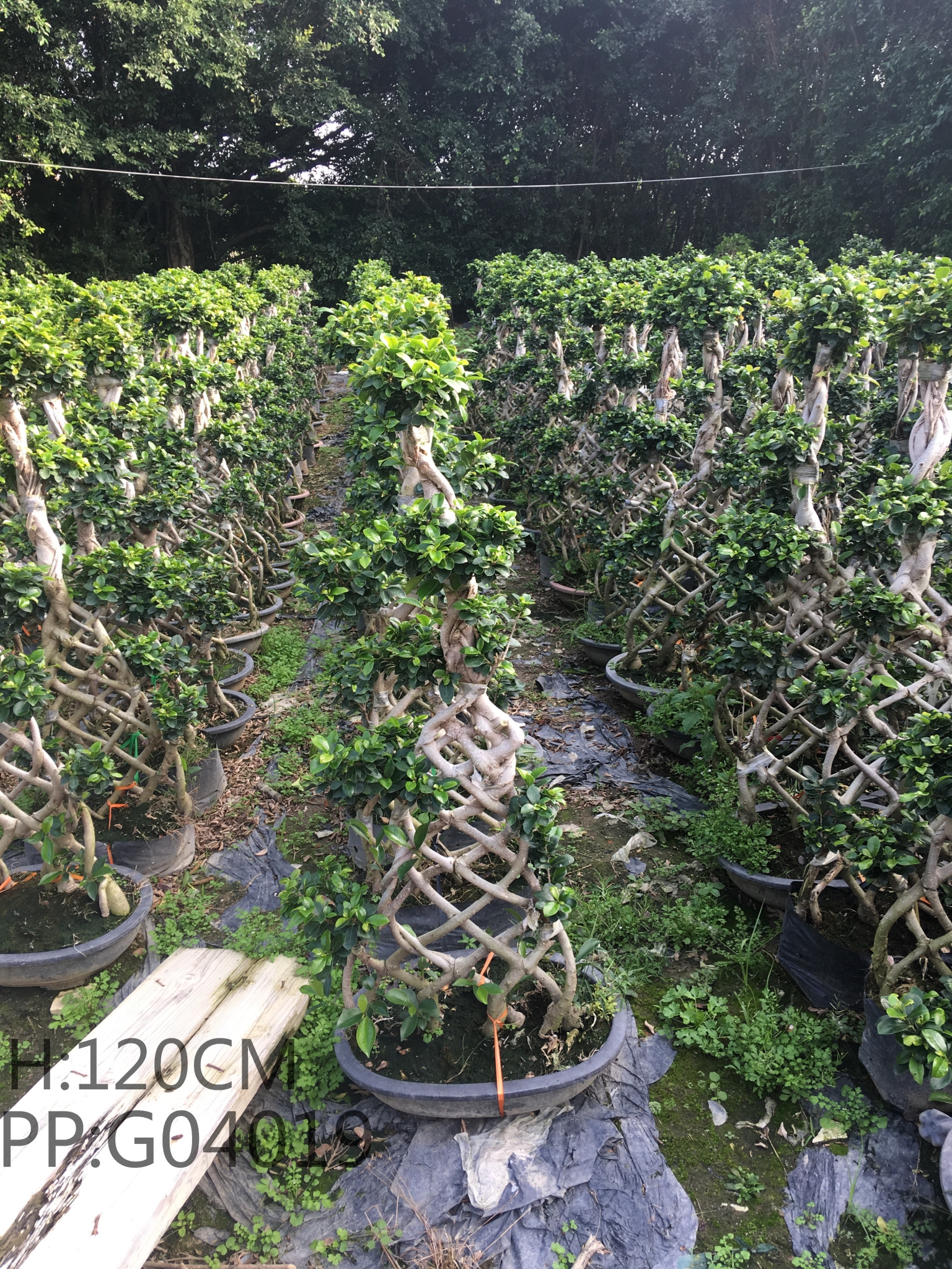 Hot Sale Ficus Ficus Chinese Knot Nice Shape Ficus With Pure Cocopeat