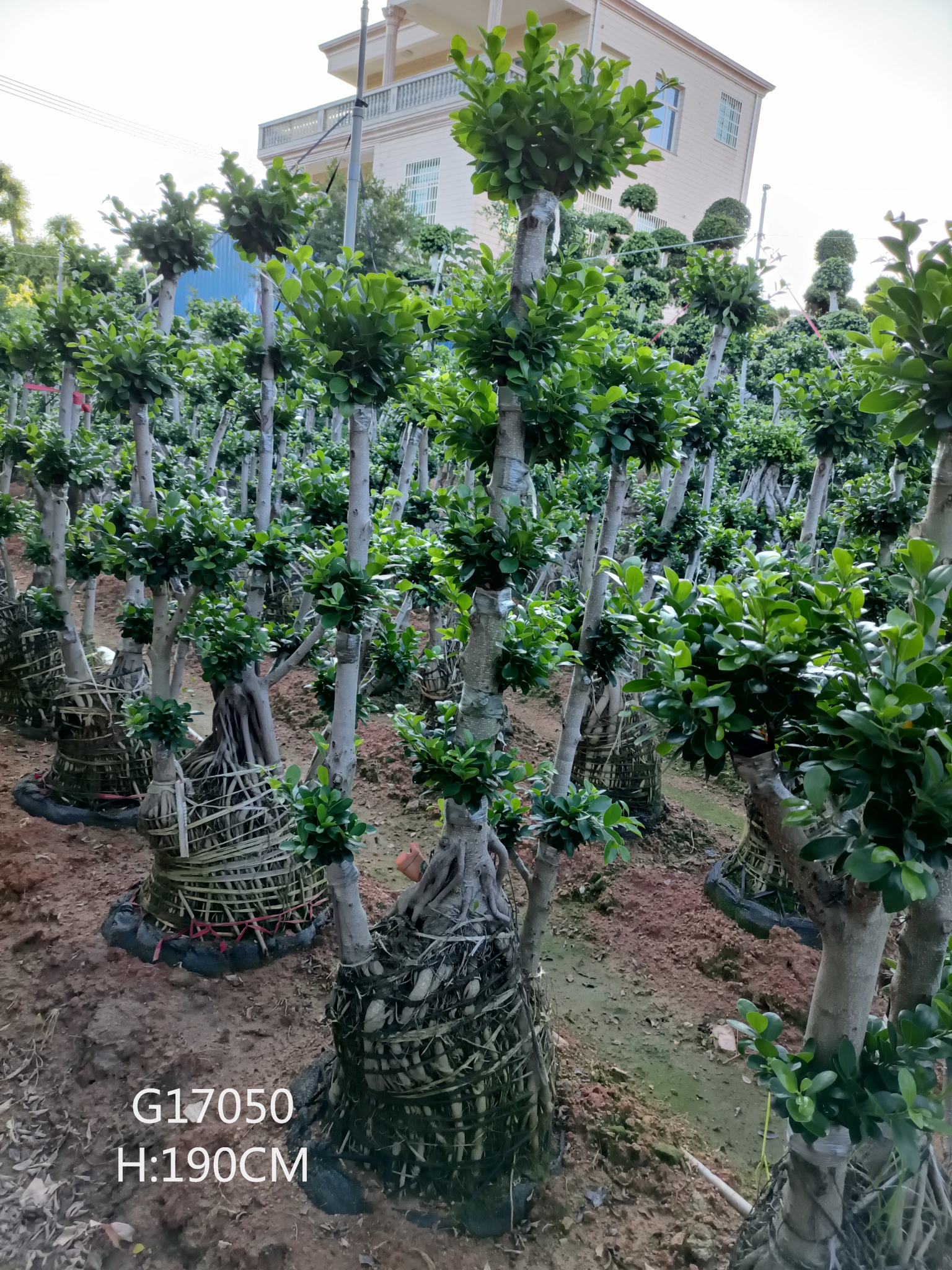 H150-210cm Ficus Air Root S Size Ficus Microcarpa Ficus Bonsai With Good Qualtity