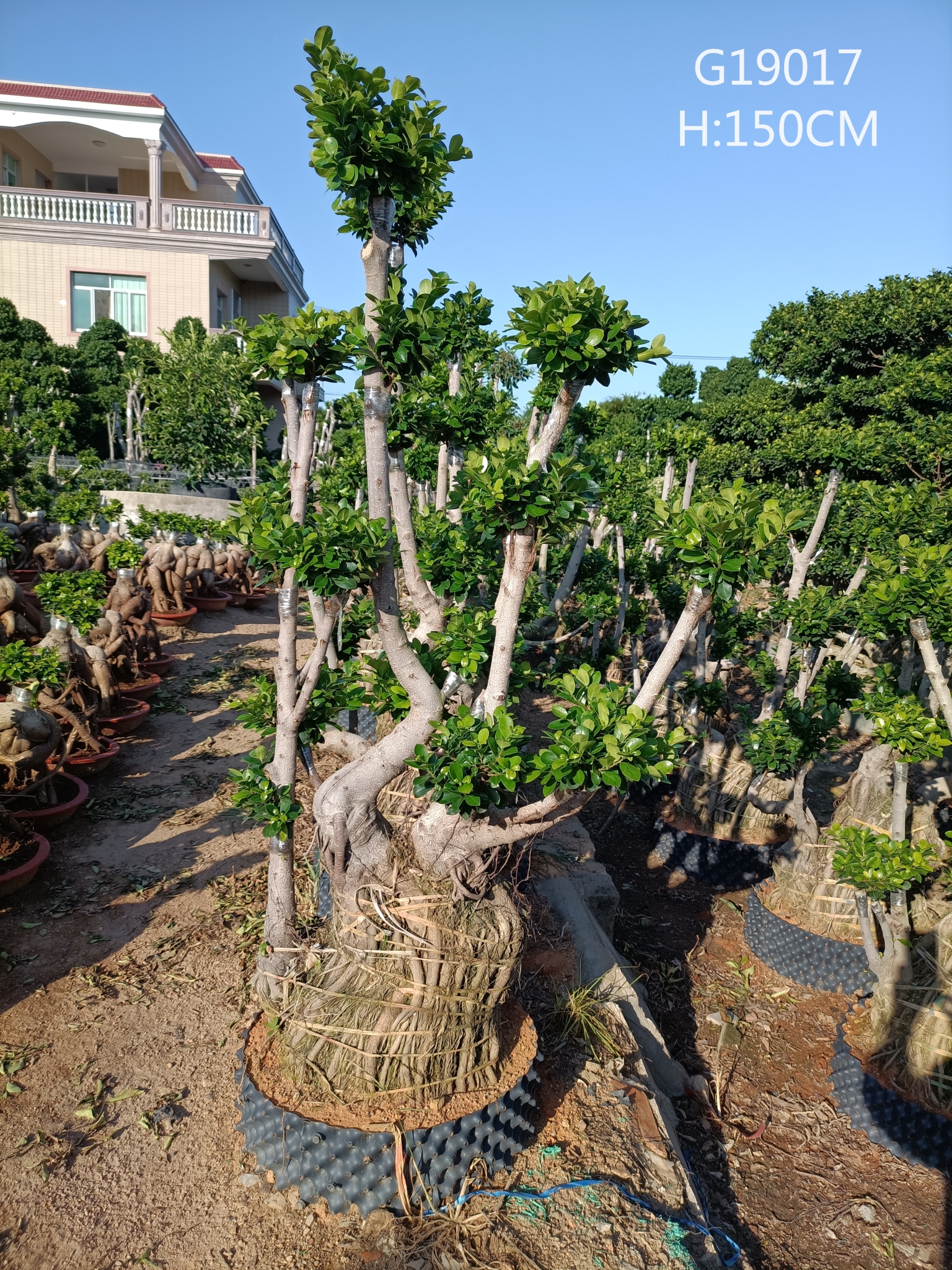H150-210cm Ficus Air Root S Size Ficus Microcarpa Ficus Bonsai With Good Qualtity