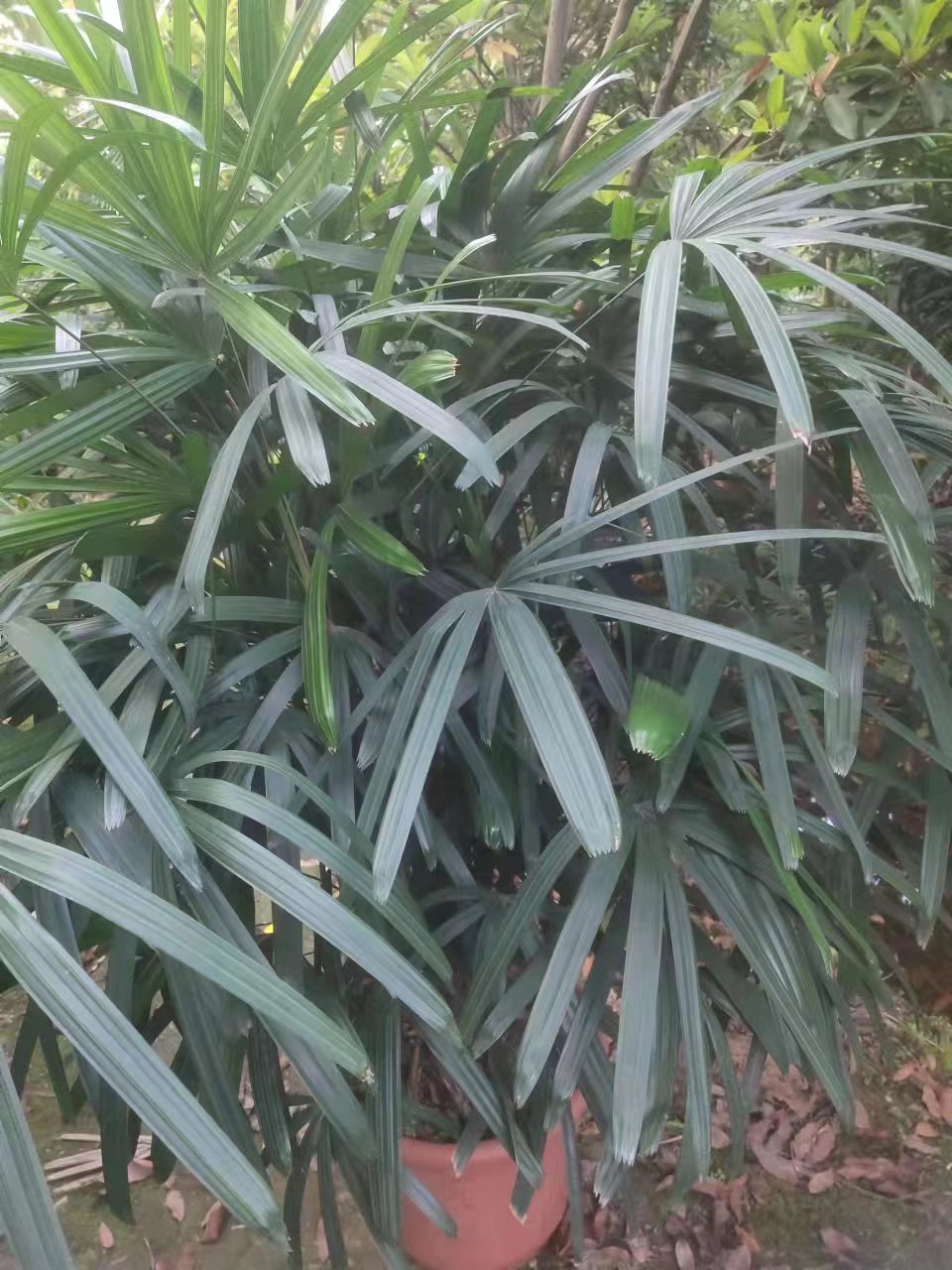 China Hot Sale Rhapis excelsa of Palm trees