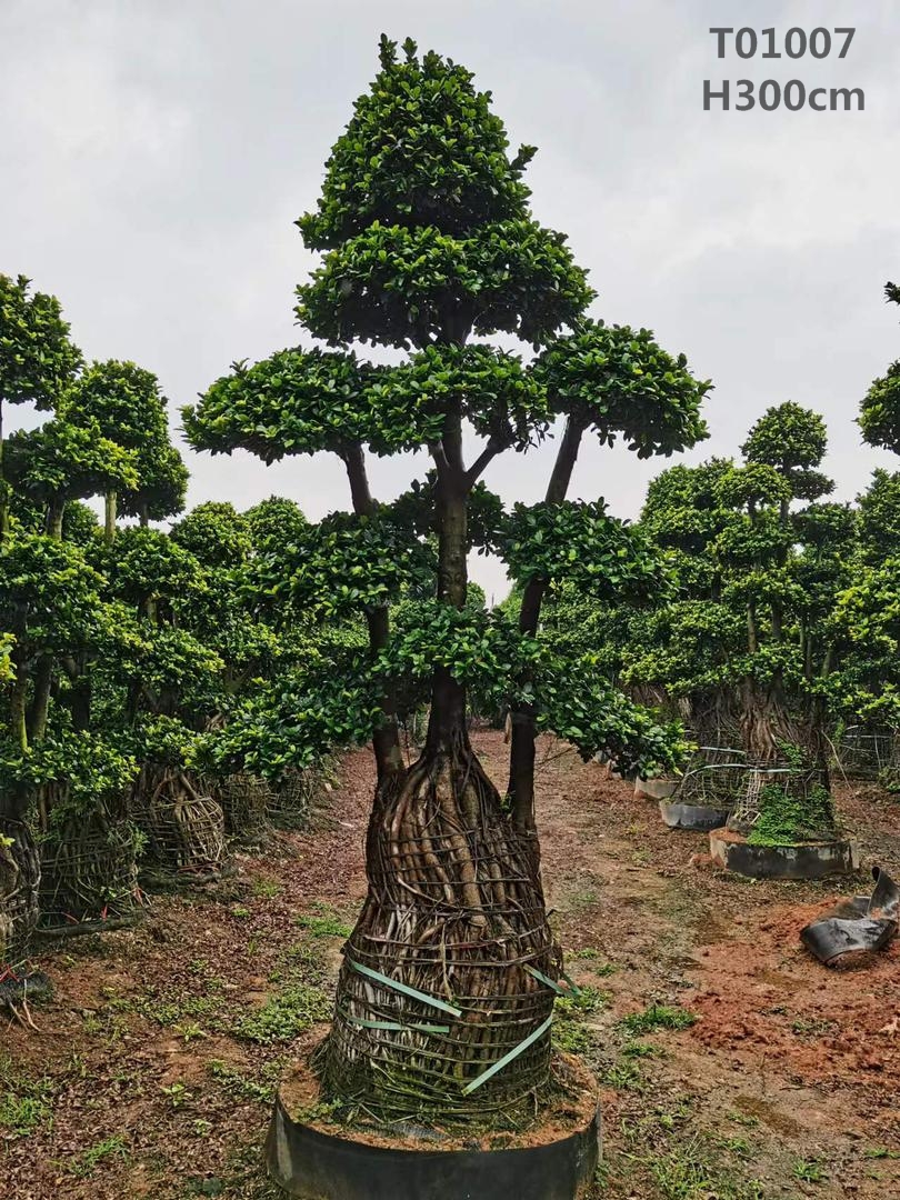 China Supplier Ficus Air Roor M Size Ficus Bonsai Ficus Microcarpa Big Ficus