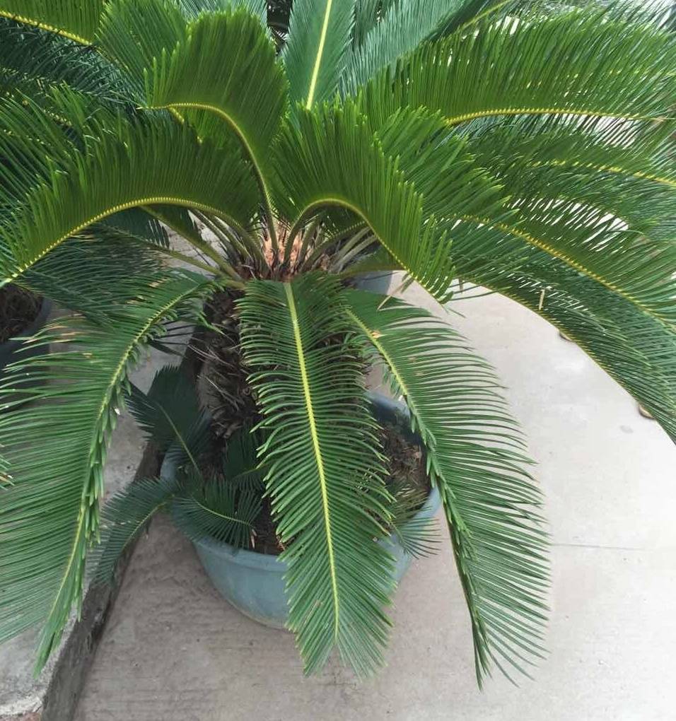 Good Price Cycas Landscaping Tree With Different Size Outdoor Plants