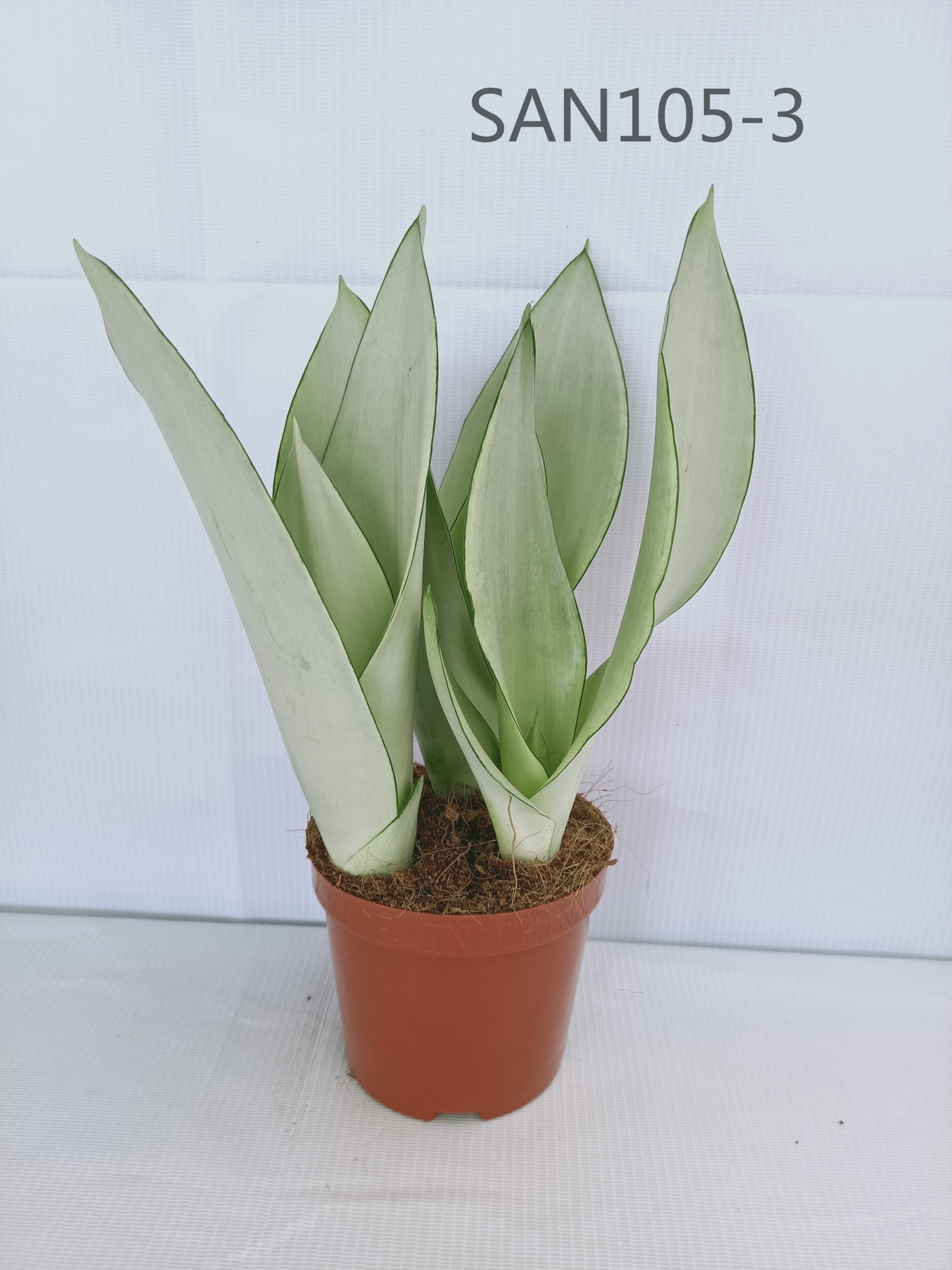 China Good Quality Sansevieria trifasciata moon shine Indoor And Outdoor Plants