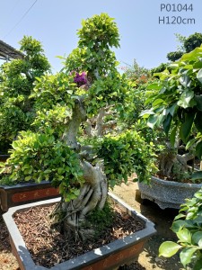 Factory Cheap Hot Large Ficus Tree - Ficus shima root – Nohen