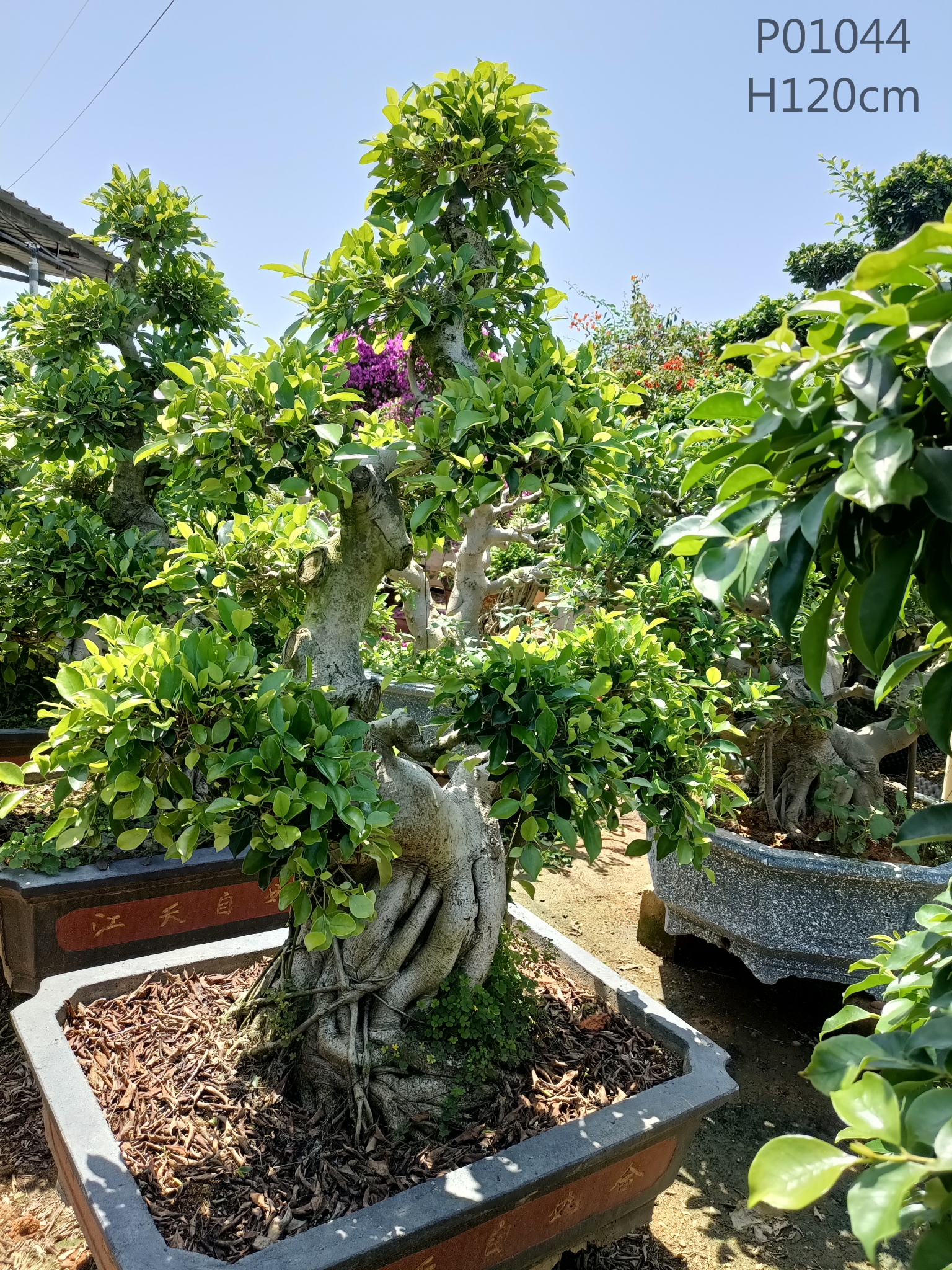 Fujian Ficus Supplier With Different Size Ficus Shima Root Ficus Air Root Ficus Tree