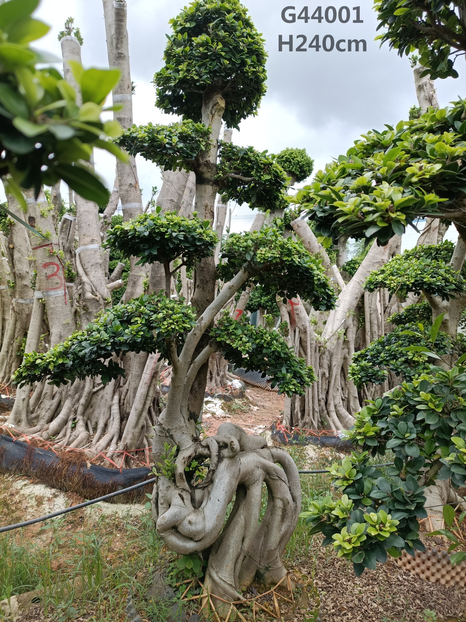 Midium Size Ficus Microcarpa Amazing Shape Roots Strange Roots Ficus Tree -  Manufacturers and Suppliers